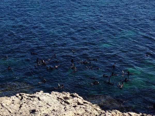 羅特尼斯島