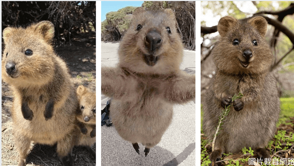 Quokka(圖片截自網路)
